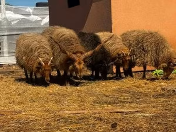 Juh, Racka sheep — Magyarország
