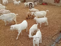 Cabra, Saanen goat — foto 2