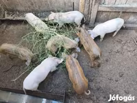 Pigs (batch, sex not specified), Мангалица — photo 3