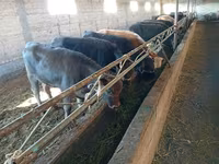 Kuh, Swiss cattle — Foto 7