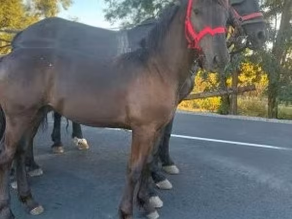 Horse (M), Horses — Hungary