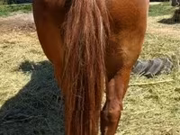 Yegua, Caballos — foto 2