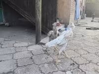 Shamo chickens — 5. fotó