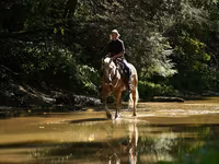 Hing, Quarter Horse — 2. fotó