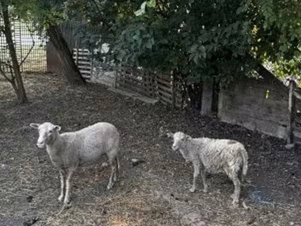 Sheep (batch, sex not specified), Racka sheep — Hungary