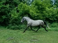Айғыр, Lipizzaner — 1-сурет