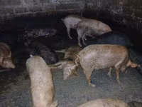 公猪, Pigs — 照片 4