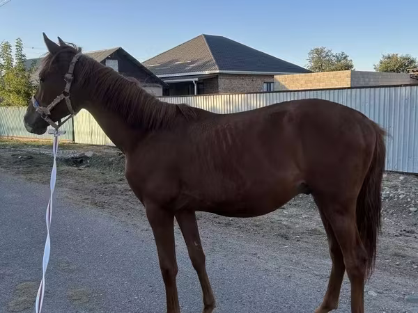 Hing, Arabian horse