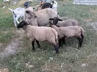 公羊, Sheep — 照片 2