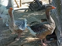 Geese — 2-сурет