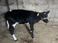 İribuynuzlu mal-qara (partiya, cinsi göstərilməyib), Russian Black pied cattle — foto 4