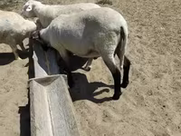 Widder, Tsigai sheep — Foto 3