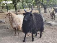 Oveja, Racka sheep — foto 3