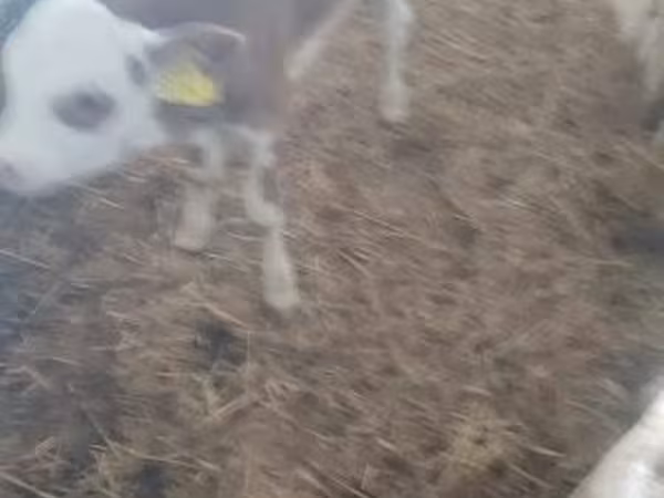 Bull, Holstein breed — Hungary