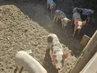 Sow, Pigs — photo 2