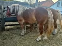 Kanca, Hungarian horse breed — 8. fotó