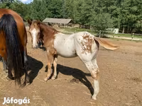 Конь, Аппалуза — фото 3