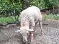 मेढ़ा, भेड़ — फ़ोटो 3
