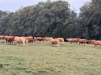 Kuh, Limousin-Kuh — Foto 2