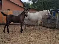 حصان, Lipizzaner — الصورة 3