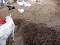 Billy Goat, Goats — photo 2