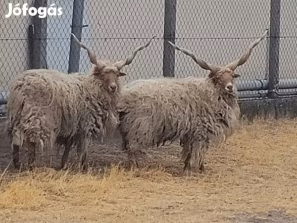 كبش, German Grey Heath sheep — هنغاريا
