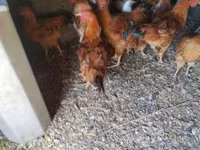 Chickens — photo 2
