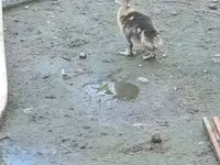 үйрек тұқымды мускус тауық — 7-сурет