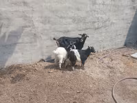 Cabra, Cabras — foto 1