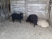 母羊, Baerchuke sheep — 照片 1