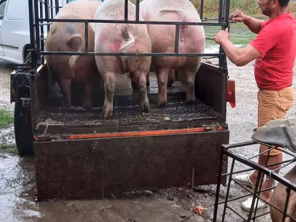 Sow, Pigs