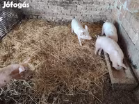 सूअर (लॉट, लिंग निर्दिष्ट नहीं), सूअर — फ़ोटो 4