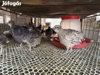 Quails — photo 3