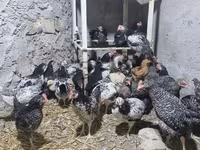 Chickens — Foto 2