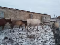 Égua, Cavalos — foto 3