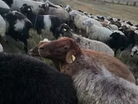 Kos, Blackheaded Persian sheep — 2. fotó