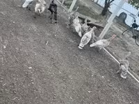 Ducks — photo 6