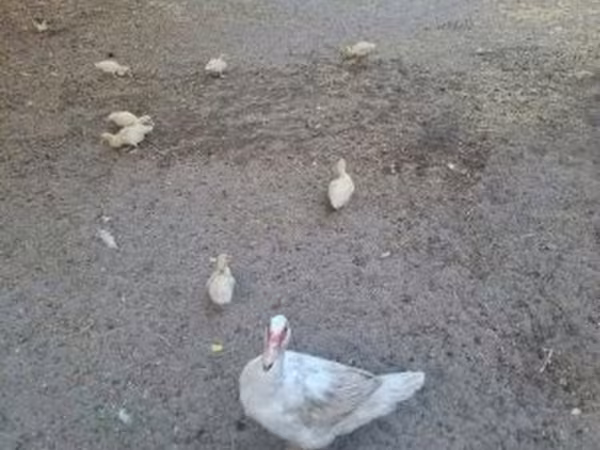 Ducks