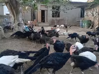أمريكان باف — الصورة 8