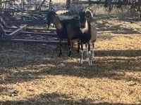 Billy Goat, Goats — photo 2