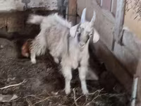 Cabro, Cabras — foto 2