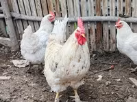 Chickens — 照片 1