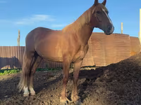 Horse (M), Kustanai horse — photo 1