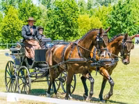 Айғыр, Hungarian horse breed — 8-сурет