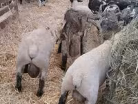 Ram, White Suffolk sheep — photo 1