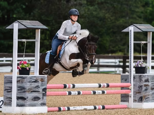 Hing, Pinto horses