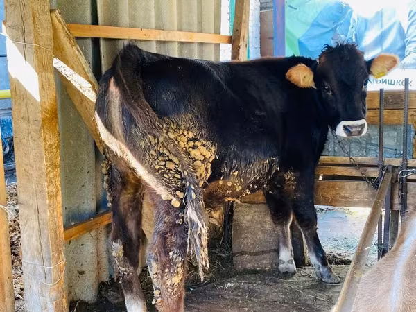 Toro, Swiss cattle