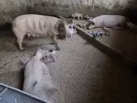 母猪, Pigs — 照片 2