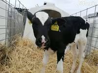 Vaca, Raza Holstein — foto 2