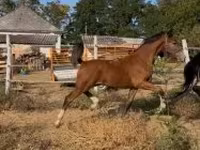Hing, Dutch warmblood horse — 4. fotó